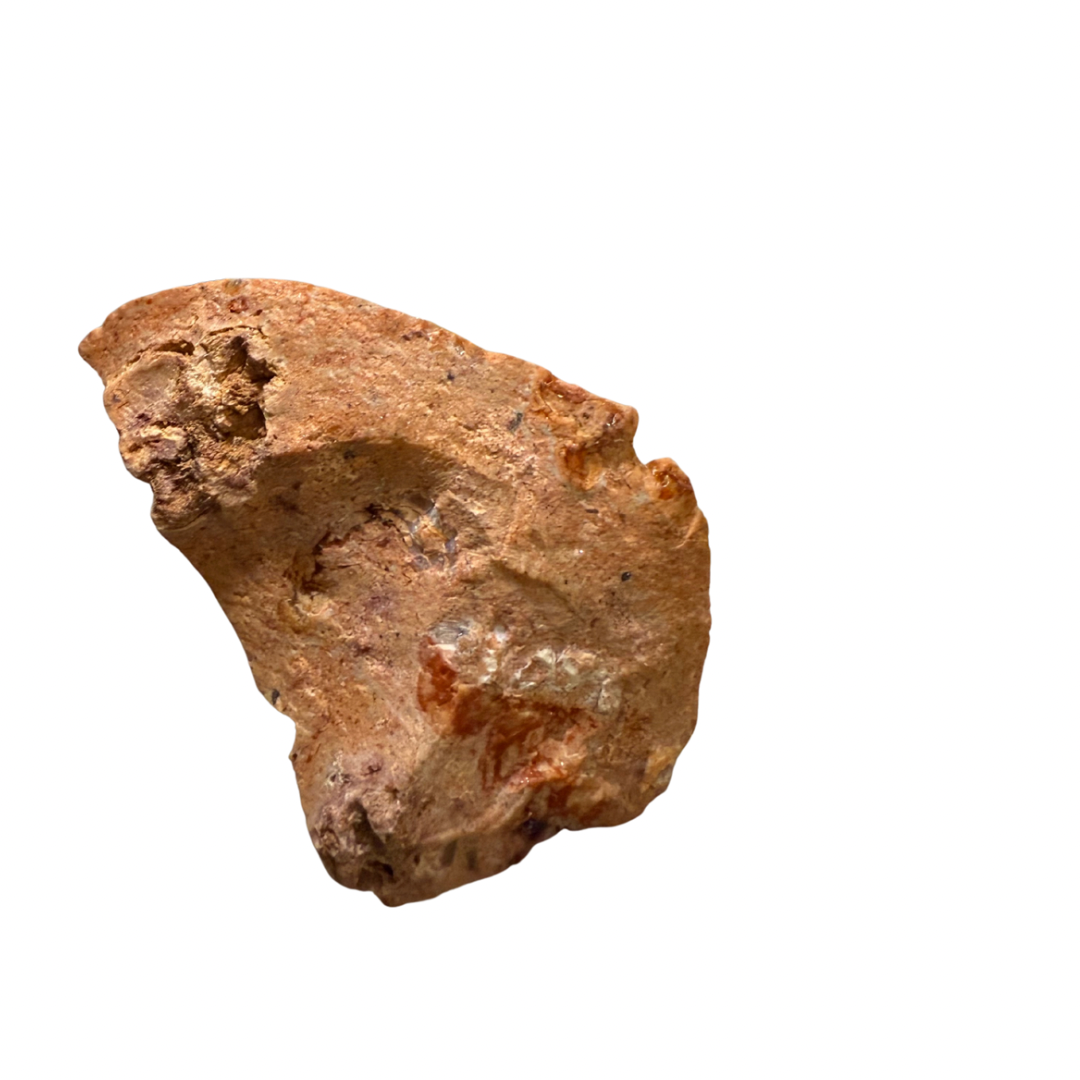 Brown rock or mineral sample on a white background for fire opal jewelry