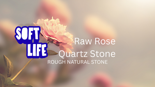 Beautiful soft pink rose 